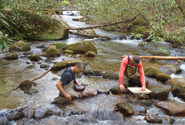 Macroinvertebrate 1