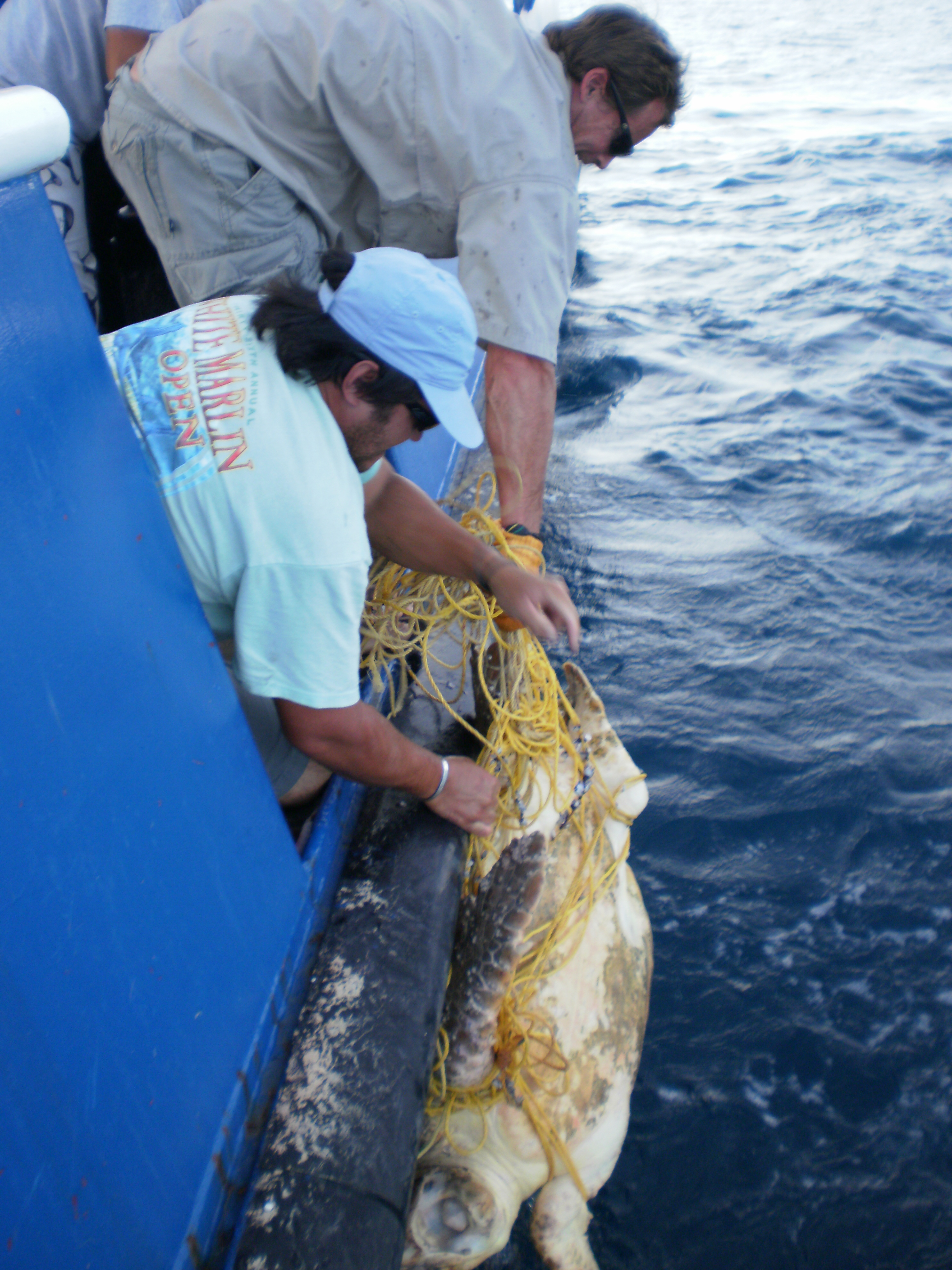 sea turtle tangled in net