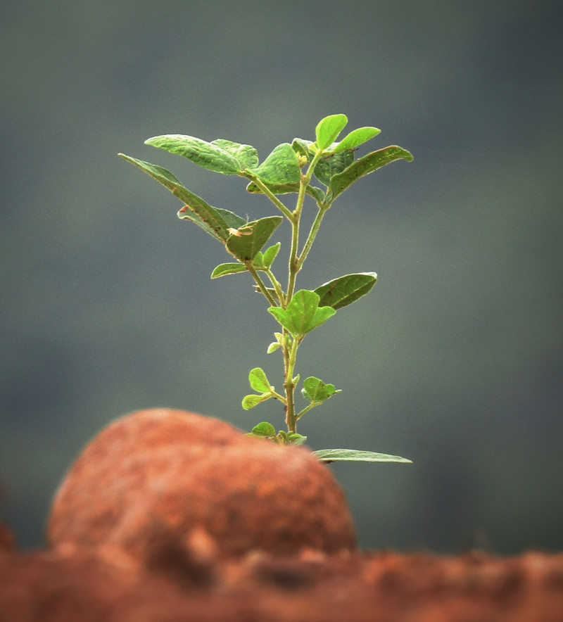 plant growing