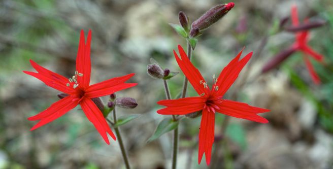 Fire Pink (Silene virginica); photo courtesy of SC Native Plant Society