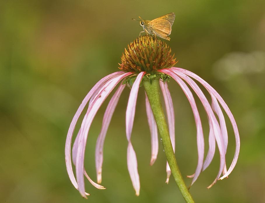 Smooth Coneflower, photo by Bill Sharpton (courtesy of SC Native Plant Association)