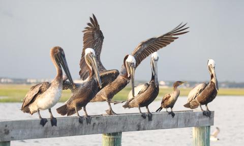 Folly Beach