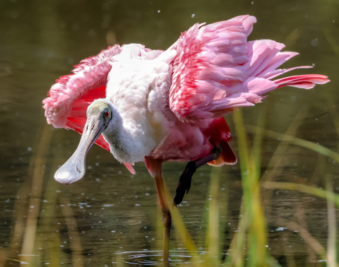 roseate spoonbill bird