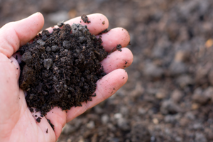 hand holding soil