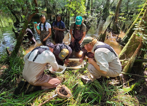 people testing macroinvertebrates in stream