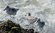 three seagulls in the water